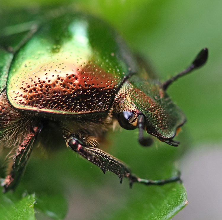 Gemeiner Rosenkäfer, Cetonia aurata Kopf